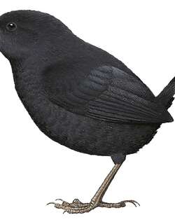 胡宁窜鸟 / Junin Tapaculo / Scytalopus gettyae