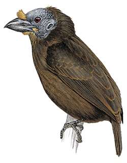 斯氏拟䴕 / Sladen’s Barbet / Gymnobucco sladeni