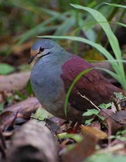 黄额鹑鸠 / Buff-fronted Quail-Dove / Zentrygon costaricensis