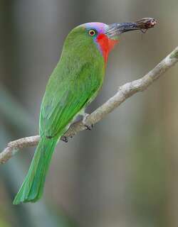 赤须夜蜂虎 / Red-bearded Bee-eater / Nyctyornis amictus
