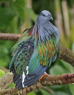 尼柯巴鸠 / Nicobar Pigeon / Caloenas nicobarica
