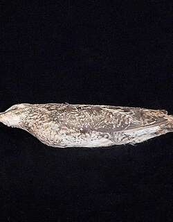 马岛沙锥 / Madagascan Snipe / Gallinago macrodactyla