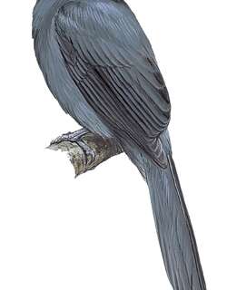 贝氏寿带 / Bedford’s Paradise Flycatcher / Terpsiphone bedfordi