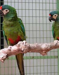 蓝翅金刚鹦鹉 / Blue-winged Macaw / Primolius maracana