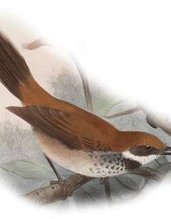 曼岛扇尾鹟 / Manus Fantail / Rhipidura semirubra