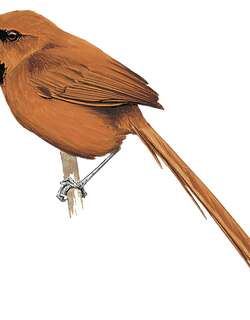 黑喉针尾雀 / Black-throated Spinetail / Synallaxis castanea