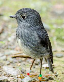 北岛鸲鹟 / North Island Robin / Petroica longipes