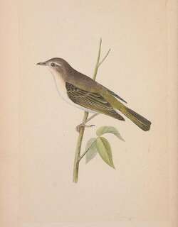 所罗门树莺 / Shade Bush Warbler / Horornis parens