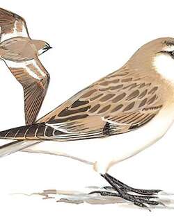 棕背雪雀 / Blanford’s Snowfinch / Pyrgilauda blanfordi