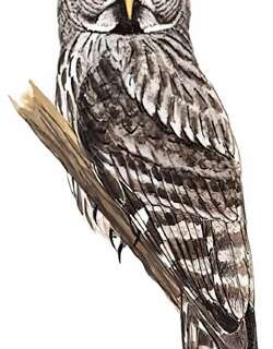 乌林鸮 / Great Grey Owl / Strix nebulosa