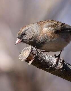 灰蓝灯草鹀 / Dark-eyed Junco / Junco hyemalis