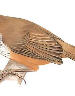 红顶鹛 / Chestnut-capped Babbler / Timalia pileata