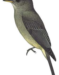 大绿霸鹟 / Greater Pewee / Contopus pertinax