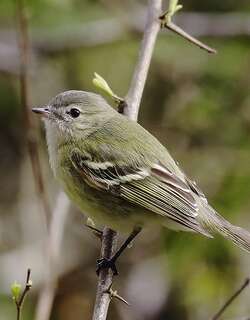 里氏小霸鹟 / Reiser’s Tyrannulet / Phyllomyias reiseri