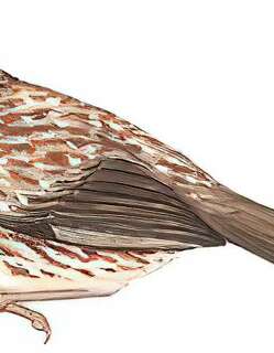 矛纹草鹛 / Chinese Babax / Pterorhinus lanceolatus