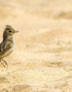 恒河沙百灵 / Sand Lark / Alaudala raytal