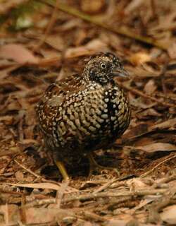 黑胸三趾鹑 / Black-breasted Buttonquail / Turnix melanogaster