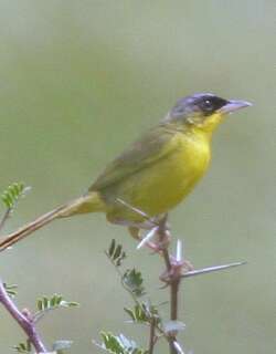 灰冠黄喉地莺 / Grey-crowned Yellowthroat / Geothlypis poliocephala