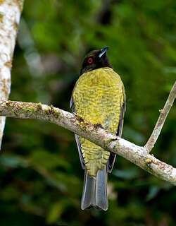 黑头食果伞鸟 / Black-headed Berryeater / Carpornis melanocephala