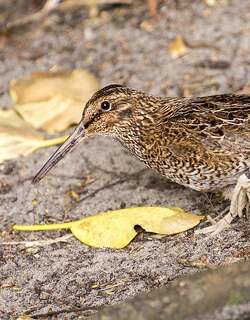 斯岛沙锥 / Snares Snipe / Coenocorypha huegeli