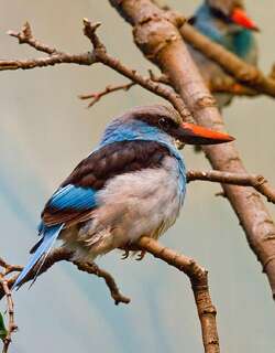 蓝胸翡翠 / Blue-breasted Kingfisher / Halcyon malimbica