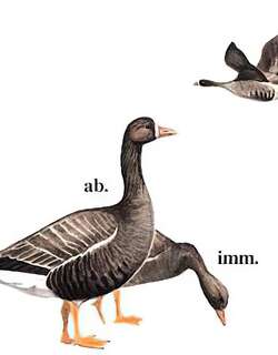 白额雁 / Greater White-fronted Goose / Anser albifrons