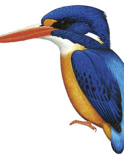 马努斯三趾翠鸟 / Manus Dwarf Kingfisher / Ceyx dispar