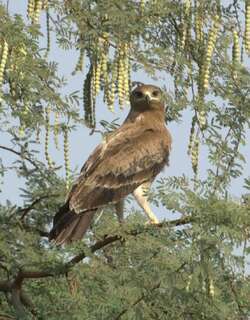 印度乌雕 / Indian Spotted Eagle / Clanga hastata