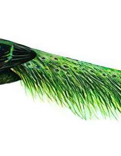 绿孔雀 / Green Peafowl / Pavo muticus