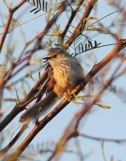 亚纹山鹪莺 / Namaqua Warbler / Phragmacia substriata