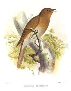 棕褐孤鸫 / Rufous-brown Solitaire / Cichlopsis leucogenys