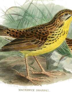夏氏长爪鹡鸰 / Sharpe’s Longclaw / Macronyx sharpei