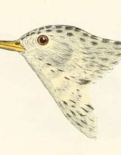 斯氏鹨 / Sprague’s Pipit / Anthus spragueii