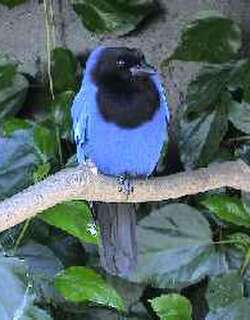 青蓝鸦 / Azure Jay / Cyanocorax caeruleus