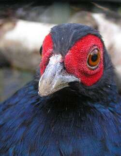 黑尾鹇 / Salvadori’s Pheasant / Lophura inornata