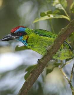 花彩拟䴕 / Red-crowned Barbet / Psilopogon rafflesii