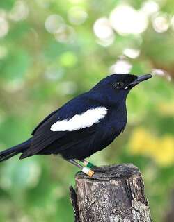 塞舌尔鹊鸲 / Seychelles Magpie-Robin / Copsychus sechellarum