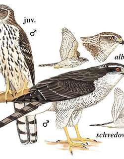 苍鹰 / Northern Goshawk / Accipiter gentilis