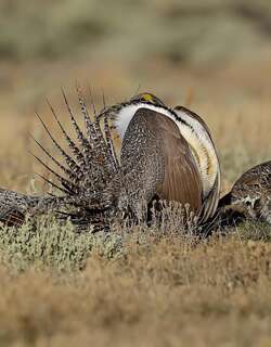艾草松鸡 / Sage Grouse / Centrocercus urophasianus