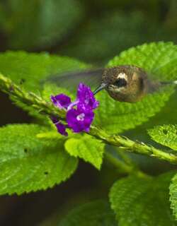 灰颏隐蜂鸟 / Grey-chinned Hermit / Phaethornis griseogularis