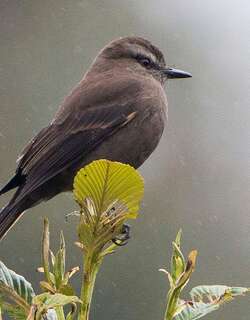 烟色丛霸鹟 / Smoky Bush Tyrant / Myiotheretes fumigatus
