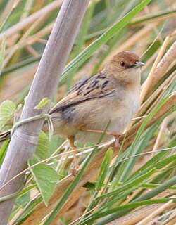 卢阿普拉扇尾莺 / Luapula Cisticola / Cisticola luapula