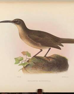 白胸嘲鸫 / White-breasted Thrasher / Ramphocinclus brachyurus