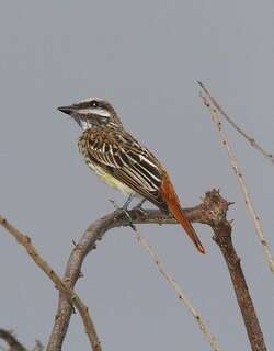 黄腹大嘴霸鹟 / Sulphur-bellied Flycatcher / Myiodynastes luteiventris