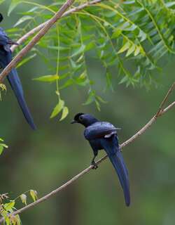 须冠栗翅椋鸟 / Bristle-crowned Starling / Onychognathus salvadorii