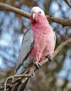 粉红凤头鹦鹉 / Galah / Eolophus roseicapilla