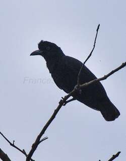亚马孙伞鸟 / Amazonian Umbrellabird / Cephalopterus ornatus
