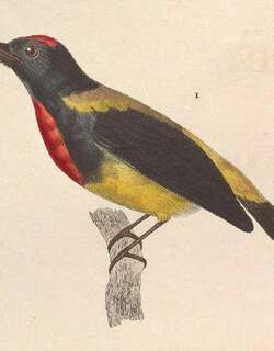 赤胸锯齿啄花鸟 / Scarlet-breasted Flowerpecker / Prionochilus thoracicus