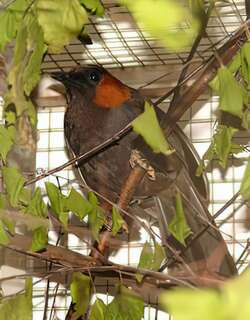 栗颊噪鹛 / Rufous-cheeked Laughingthrush / Garrulax castanotis