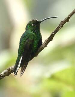 绒胸蜂鸟 / Mountain Velvetbreast / Lafresnaya lafresnayi